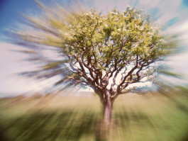 jackson gore geomancy subtle earth alignment geomancy artisit dowsing artist intuitive artist